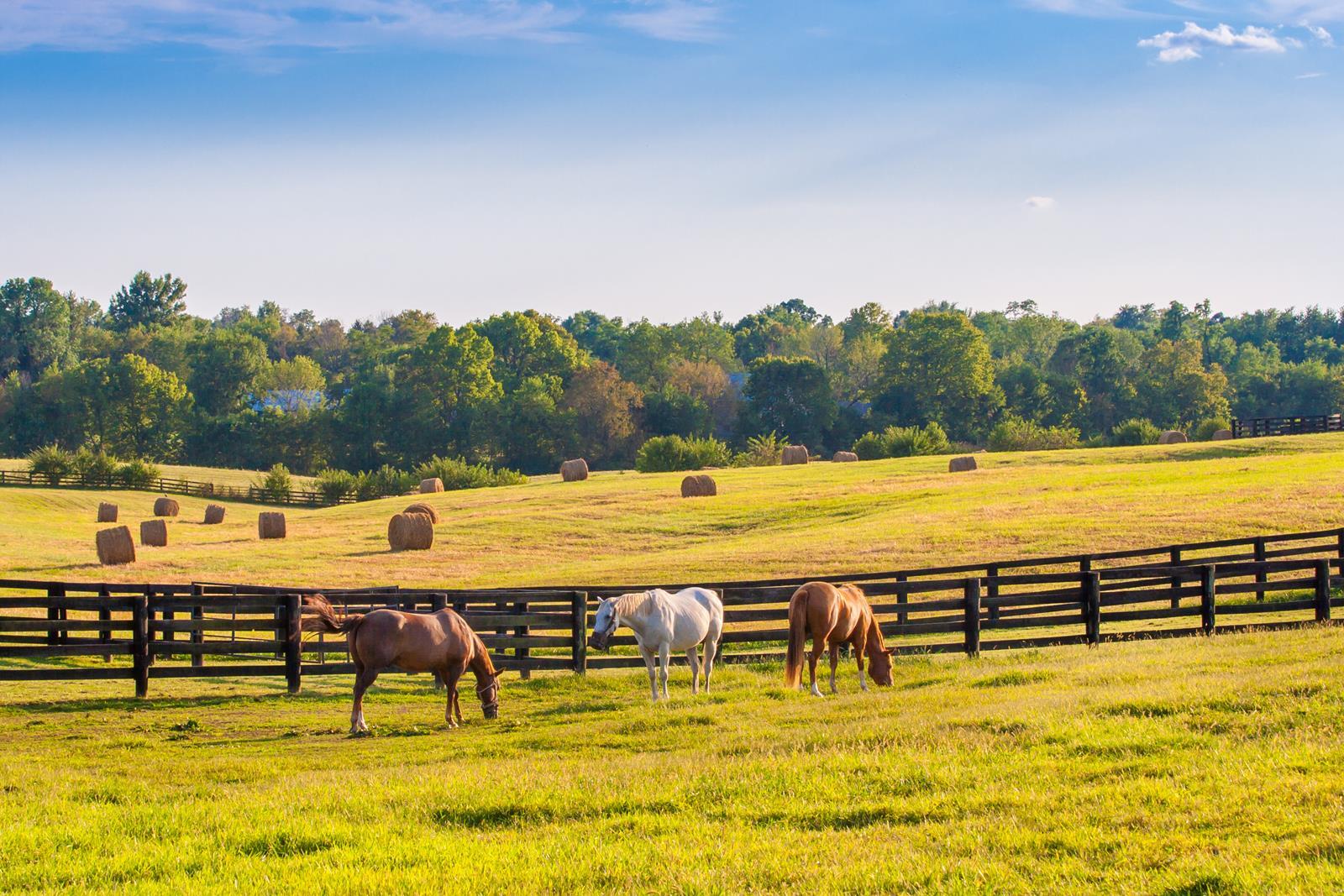 Unplug your Reunion at a Dude Ranch